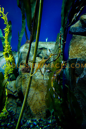 20110525_Georgia_Aquarium_0186