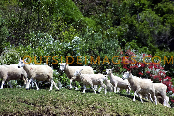 sheep2-2