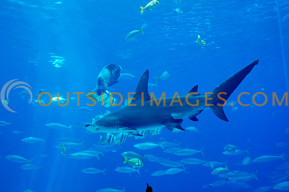 20110525_Georgia_Aquarium_0129