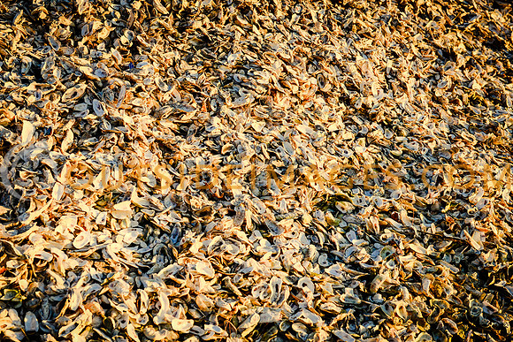 131130_TODD_0592