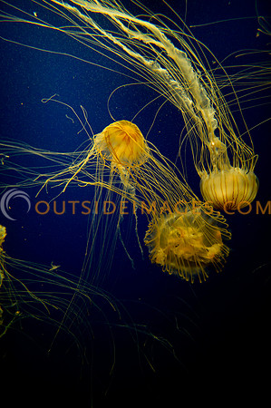 20110525_Georgia_Aquarium_0245