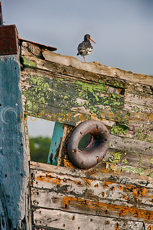 080912_TODD_-2