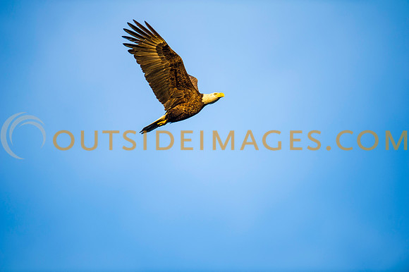 160308_TODD_0515