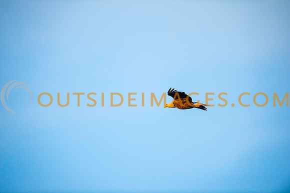 160309_TODD_0605