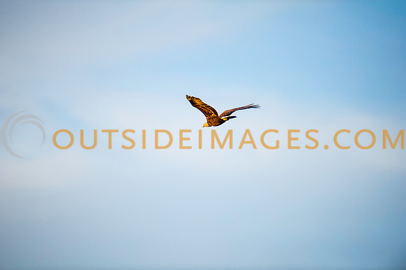 160309_TODD_0622