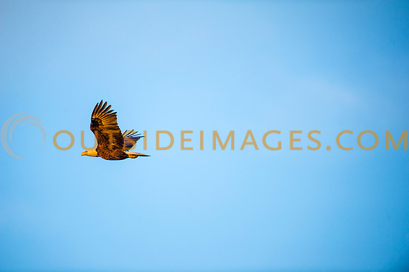160309_TODD_0603