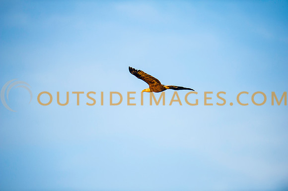160309_TODD_0613