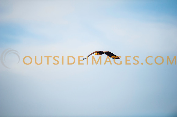 160309_TODD_0623