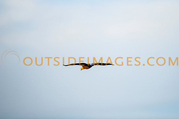 160309_TODD_0625
