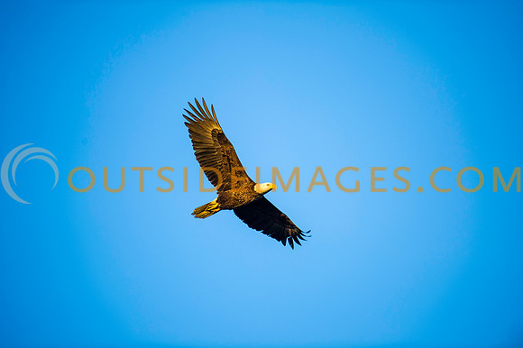 160308_TODD_0499