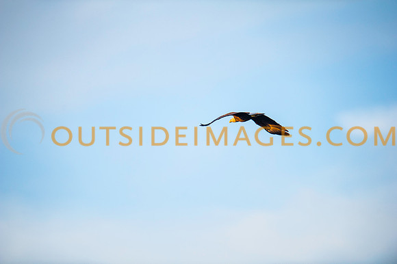 160309_TODD_0620