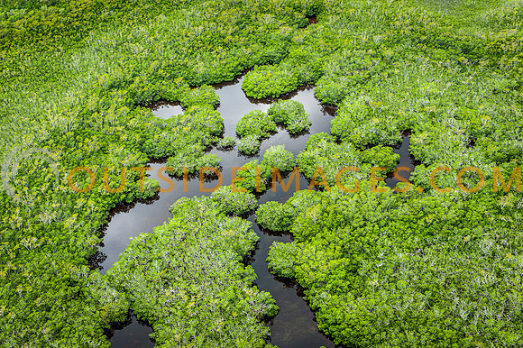 Green Mangroves