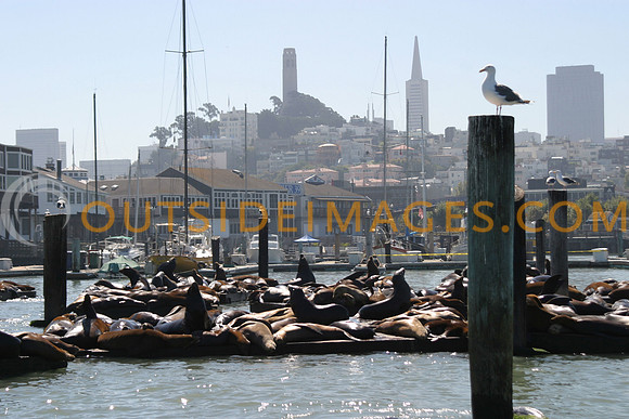 Pier39-seals7