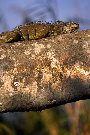 130422_GRIESER_448