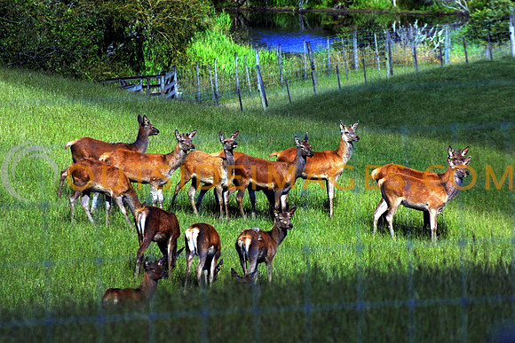 Deer-2