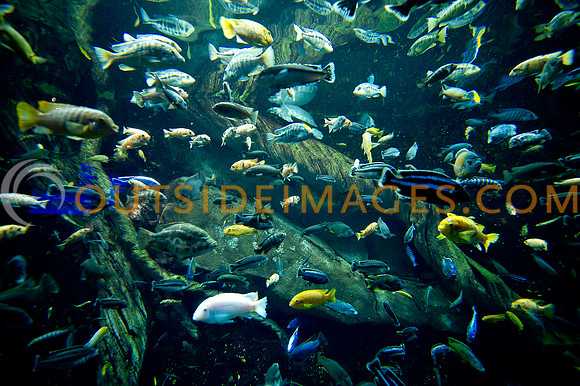 20110525_Georgia_Aquarium_0297