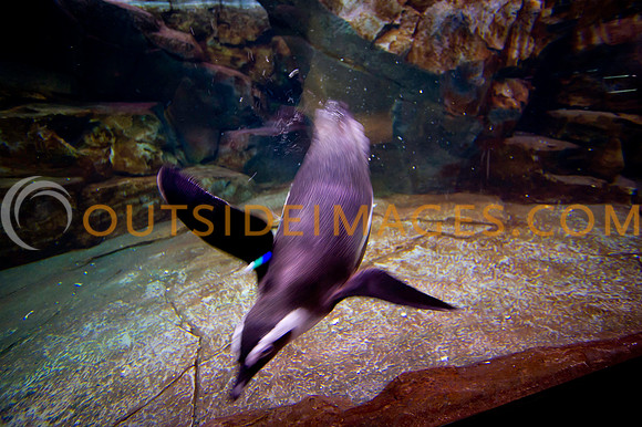 20110525_Georgia_Aquarium_0189