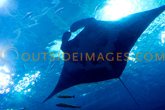 20110525_Georgia_Aquarium_0034