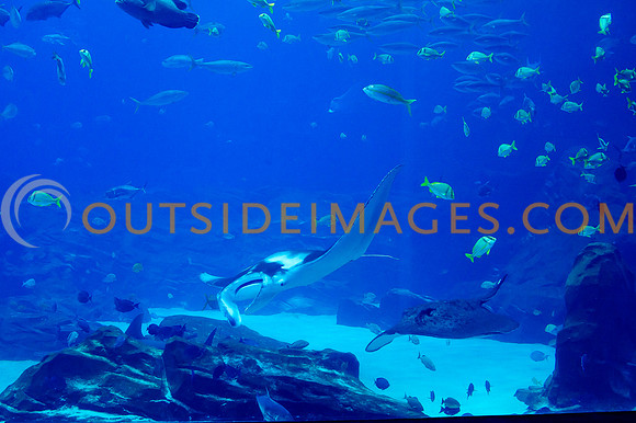 20110525_Georgia_Aquarium_0112