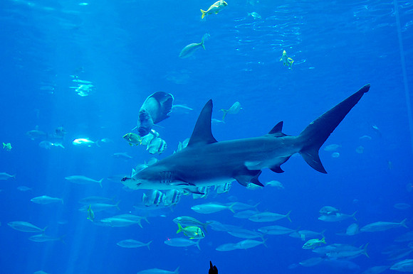 20110525_Georgia_Aquarium_0129