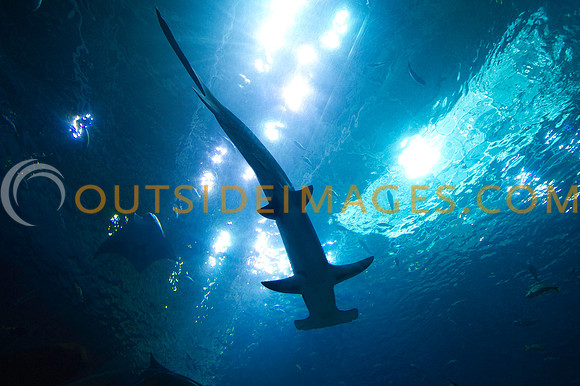 20110525_Georgia_Aquarium_0047