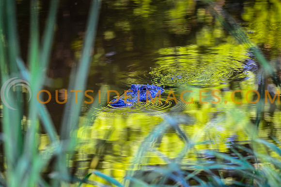 130615_TODD_00902