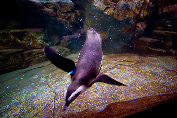 20110525_Georgia_Aquarium_0189