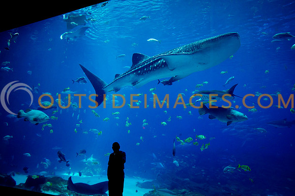 20110525_Georgia_Aquarium_0101