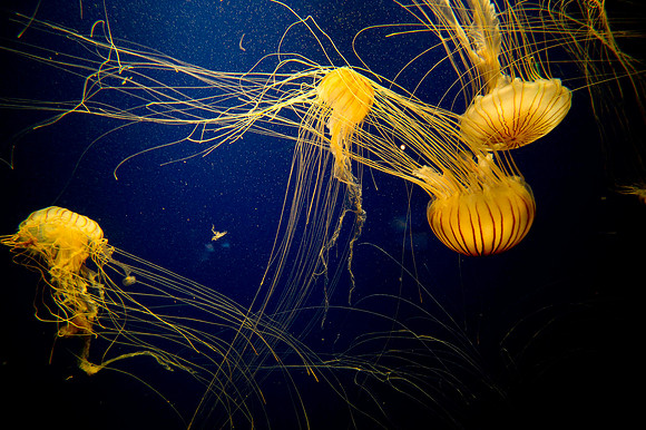 20110525_Georgia_Aquarium_0244-2