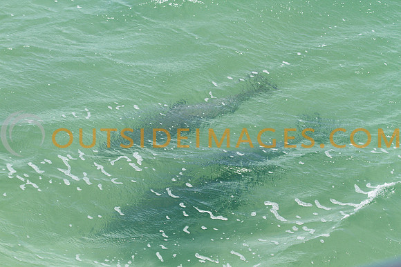 140519_GRIESER_0643