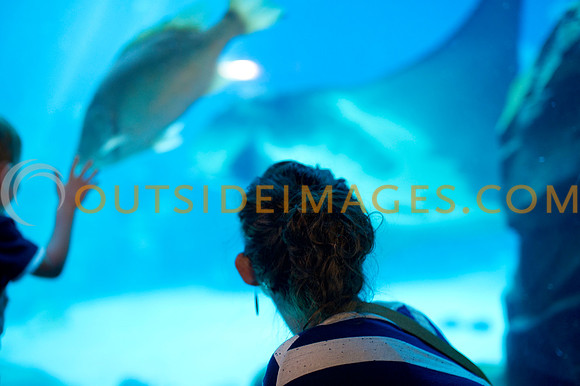 20110525_Georgia_Aquarium_0019