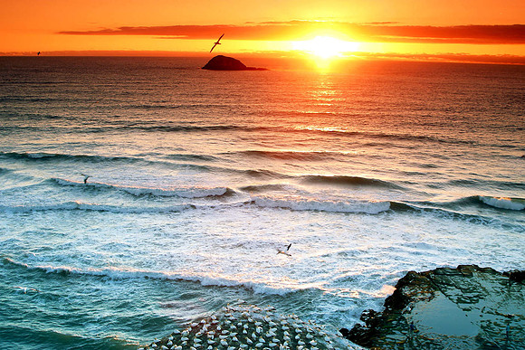 GannetsSunset