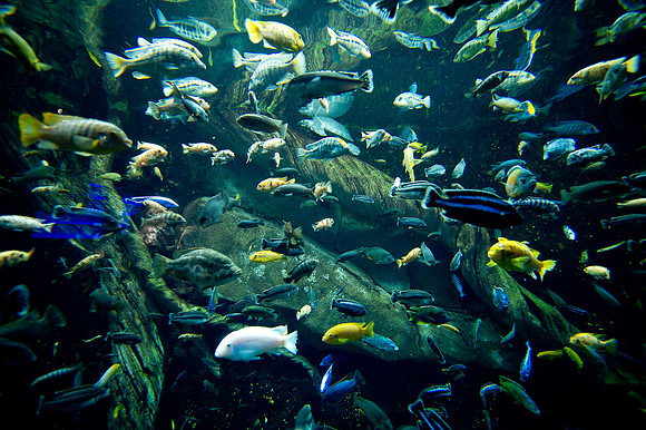20110525_Georgia_Aquarium_0297