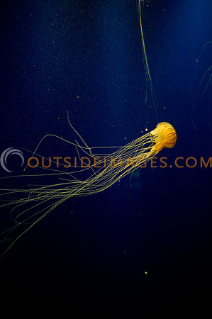 20110525_Georgia_Aquarium_0240