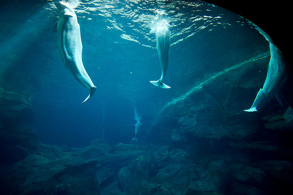 20110525_Georgia_Aquarium_0173
