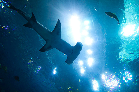 20110525_Georgia_Aquarium_0045