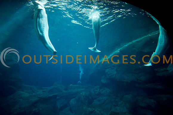 20110525_Georgia_Aquarium_0173
