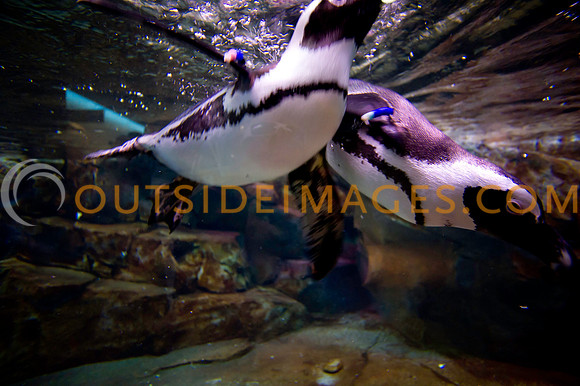20110525_Georgia_Aquarium_0191