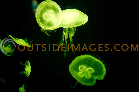 20110525_Georgia_Aquarium_0250