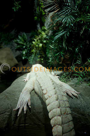 20110525_Georgia_Aquarium_0321