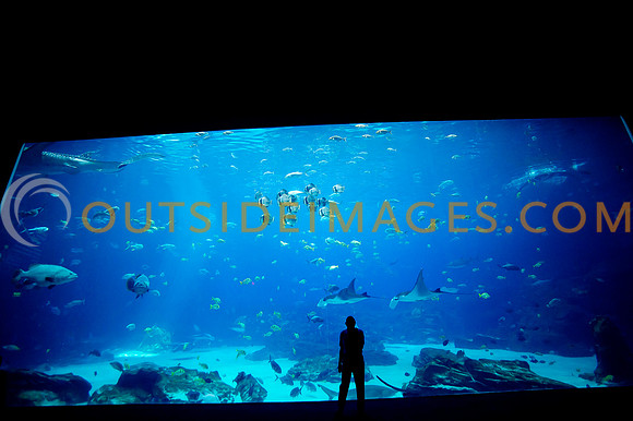 20110525_Georgia_Aquarium_0091
