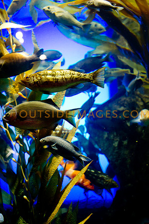 20110525_Georgia_Aquarium_0145
