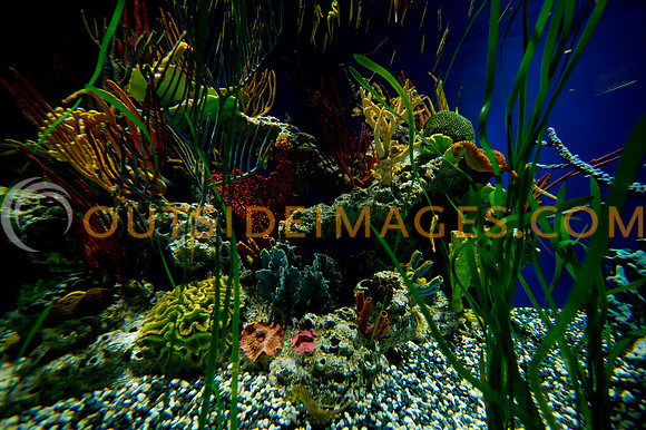 20110525_Georgia_Aquarium_0235