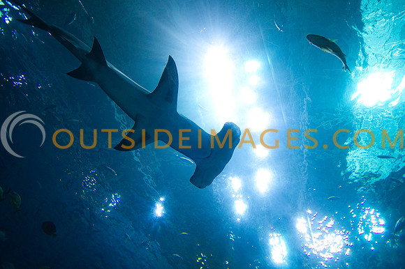 20110525_Georgia_Aquarium_0045