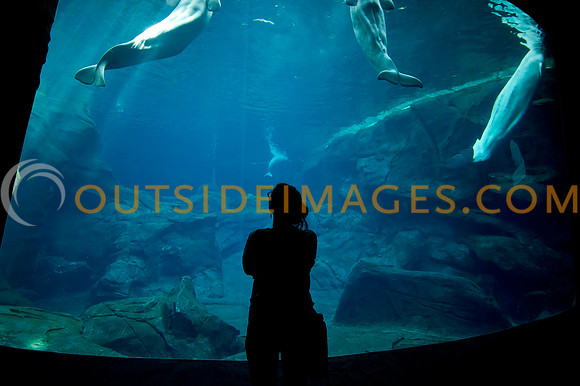 20110525_Georgia_Aquarium_0167
