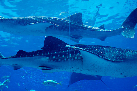 20110525_Georgia_Aquarium_0127