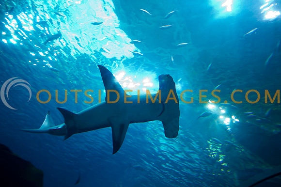20110525_Georgia_Aquarium_0061