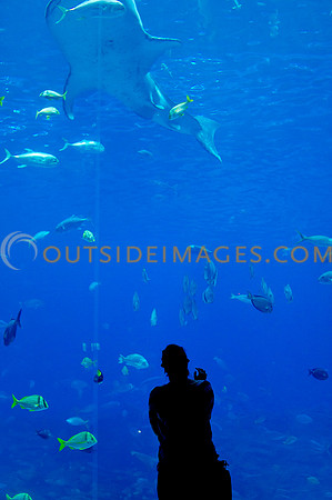 20110525_Georgia_Aquarium_0132