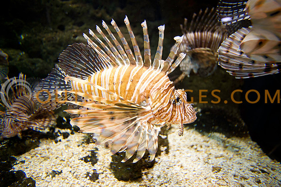 20110525_Georgia_Aquarium_0337