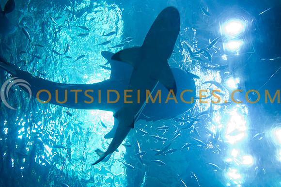 20110525_Georgia_Aquarium_0056